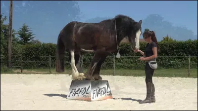 Qu'est-ce que l'exercice à la cordelette ?