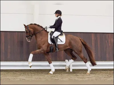 Quelle est cette race ?