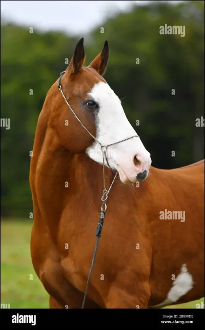 Comment s'appelle cette trace blanche sur la tête de ce cheval ?