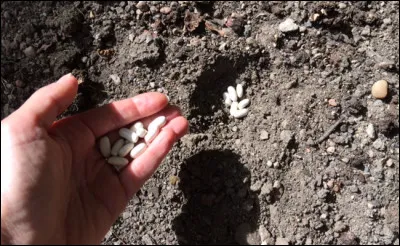 En argot, sentir mauvais se dit...