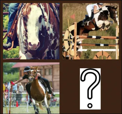 C'est l'ensemble des jeux équestres pratiqués selon des règlements propres...