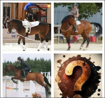 C'est l'exécution de différents exercices gymniques sur le dos d'un cheval longé au pas ou au galop...