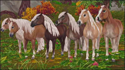 Ce sont des "Haflinger".