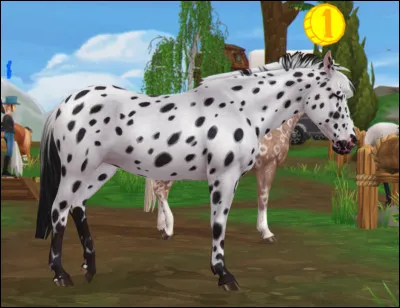 C'est un "Appaloosa" !