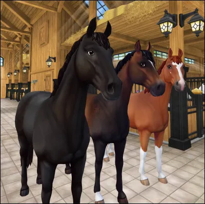 Ce magnifique cheval est un "Selle français".