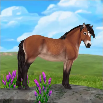 Ce cheval est un "Paso Fino" !