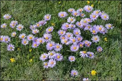 Comment s'appellent ces fleurs de montagne ?