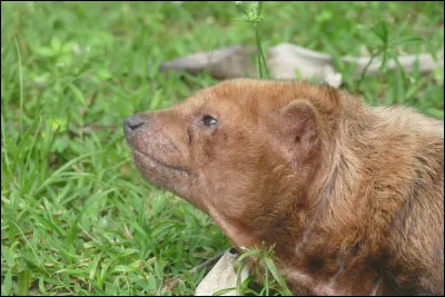 On trouve cet animal sauvage dans les jungles d'Amérique du Sud !