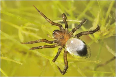Cette araignée est unique au monde, pourquoi d'après vous ?