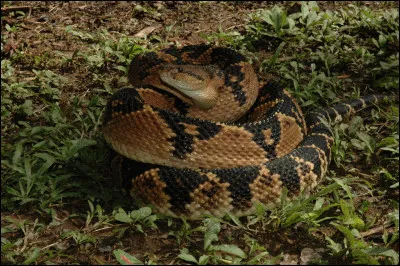 En Guyane, ce serpent est appelé "maître de la brousse" !