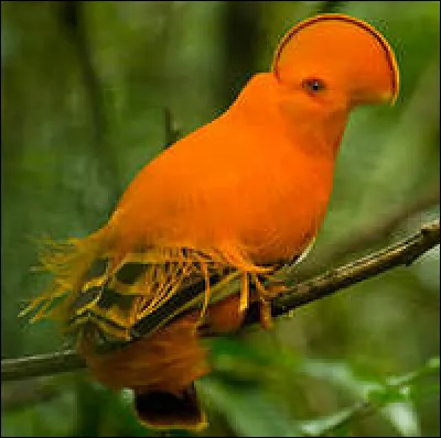 Oiseau originaire d'Amérique du Sud !