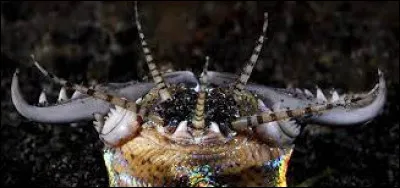 Tapi dans le sable, il attend qu'une proie passe au-dessus de lui !
