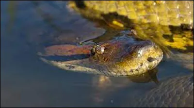 Tapi dans l'eau d'une rivière amazonnienne, il attend sa proie !