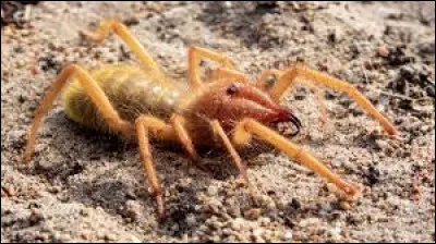 C'est un arachnide, retrouvez son nom !