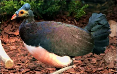 Identifiez cet oiseau, que l'on trouve sur les îles volcaniques de Sulawesi !