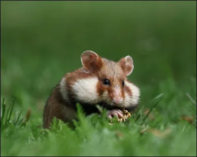 Les hamsters - Quel est l'autre usage des abajoues du hamster ?