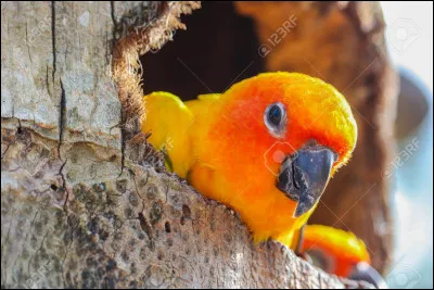 Les perroquets - Avec leurs pattes, les perroquets utilisent aussi pour se déplacer...