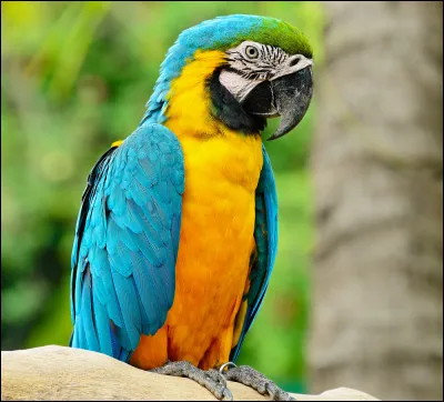 Les perroquets - Combien de temps en moyenne vivent les grands perroquets ?