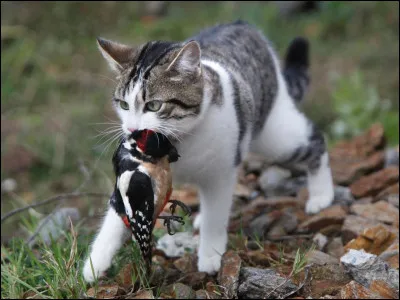 Les chats - Quel est l'âge record atteint par un chat ?