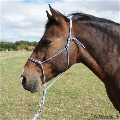 Que porte ce cheval ?