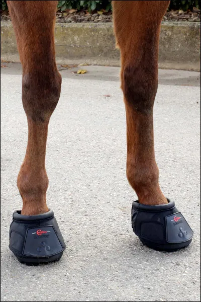 Ce cheval porte des...