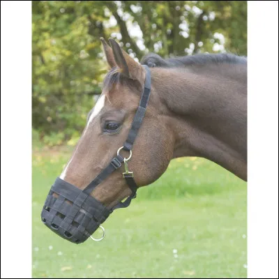 Ce cheval porte un...