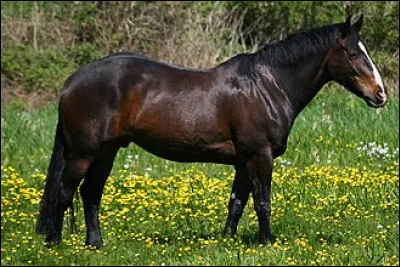 Le cheval ne dort pas toujours debout, il se couche parfois « en vache et s'allonge entièrement sur le sol pour les phases de sommeil paradoxal.