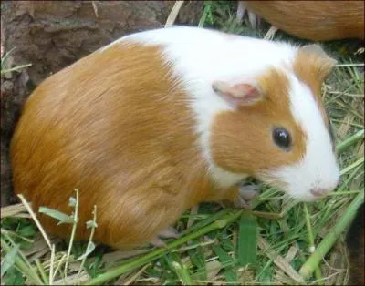 Quel est cet animal ?