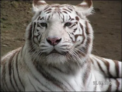 Quel est cet animal ?