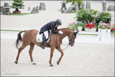 Le saut d'obstacle du CCE est le m&ecirc;me que le CSO normal.