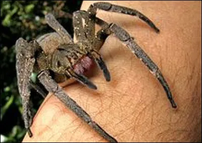 Cet arachnide est connu pour être l'une des araignées les plus dangereuses au monde. C'est l'araignée-...