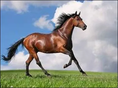 Quel est le mécanisme du trot ?