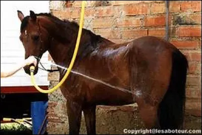 Pour sécher le cheval après la douche,