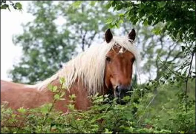 Pour communiquer avec son cheval, la connexion avec le cheval doit être...