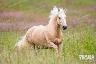 Ha ! J�aime beaucoup cette race. Les magnifiques...