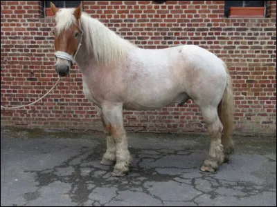 Allez, c'est la derni&egrave;re. Qu'est-ce que c'est ?