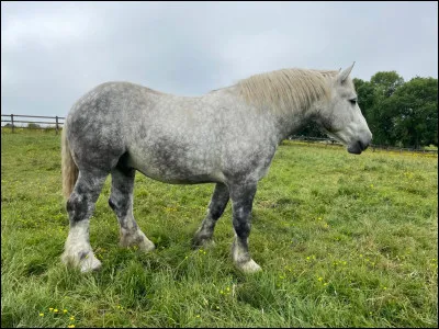 Ce cheval de trait, je l�adore, c'est ma race pr&eacute;f&eacute;r&eacute;e. C'est un...