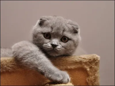 À quoi son organe vestibulaire est-il utile au chat ?