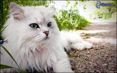 De quoi le chat blanc peut-il être atteint à cause du gène W responsable d'absence de piment sur son pelage et aussi d'autre chose... ?