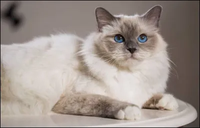 De quelle race est ce majestueux chat à la fourrure épaisse et soyeuse ?
