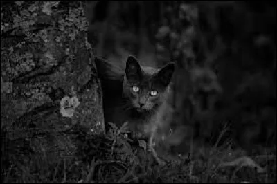 Le chat peut-il voir dans le noir complet ?