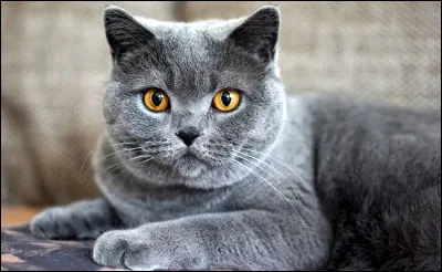 Quel est ce chat à la robe bleu-gris et aux yeux d'or ?