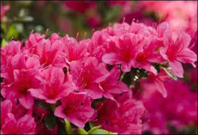 Sciences et Nature : Quelle fleur est aussi appelée un azalée ?