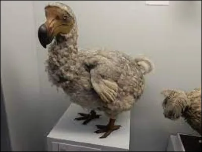 Sciences et Nature : Sur quelle île vivait le dodo ?