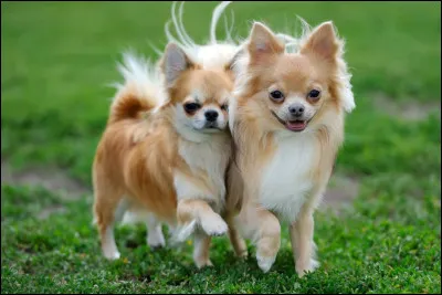 Quelle est cette race ?