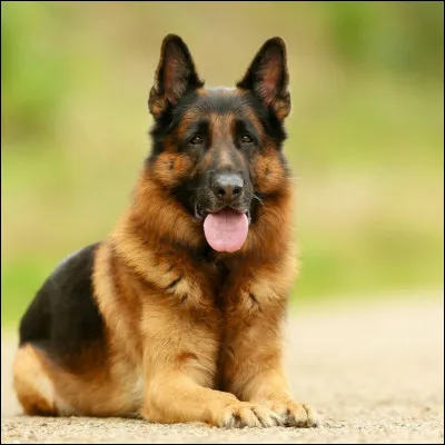 Quelle est la race de ce chien (ne confondez pas) ?