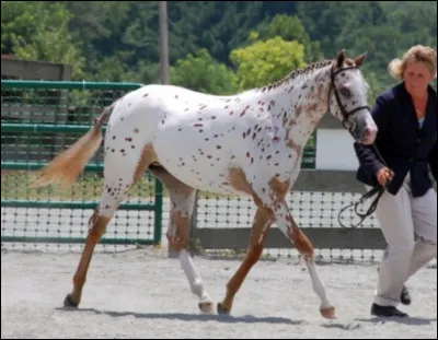 Quelle est cette race ?