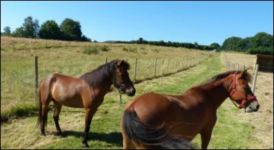 Et enfin ces deux poneys quel est leur race ?