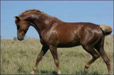 Quelle est cette race ?