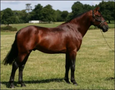 Quelle est cette race ?